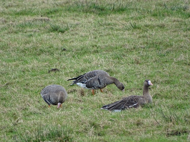 闪光表现 闪光表现